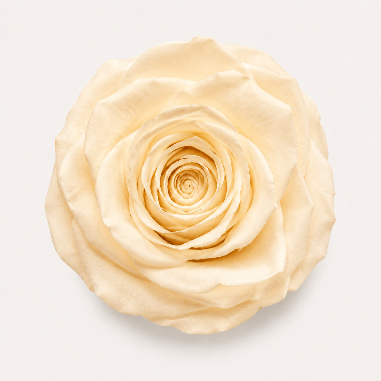 Rose - Single Color Collection I