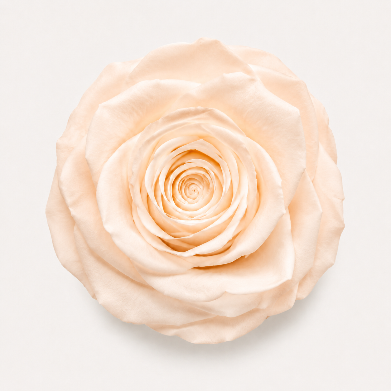 Rose - Single Color Collection I