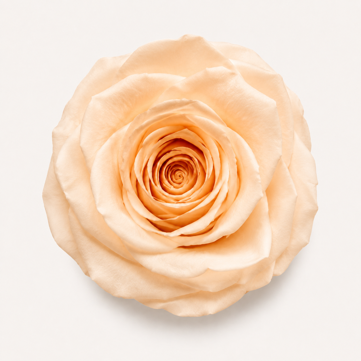 Rose - Single Color Collection I