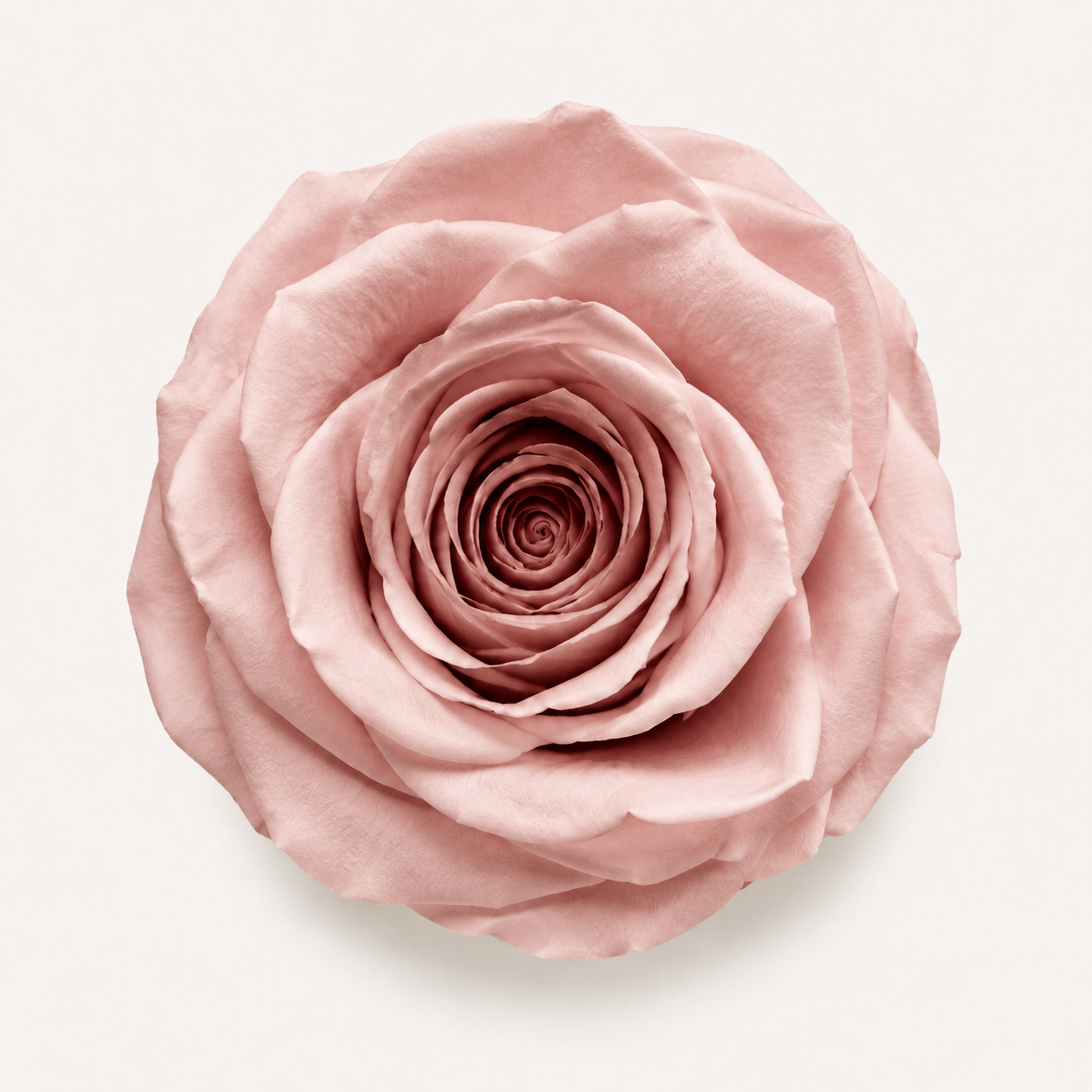 Rose - Single Color Collection I