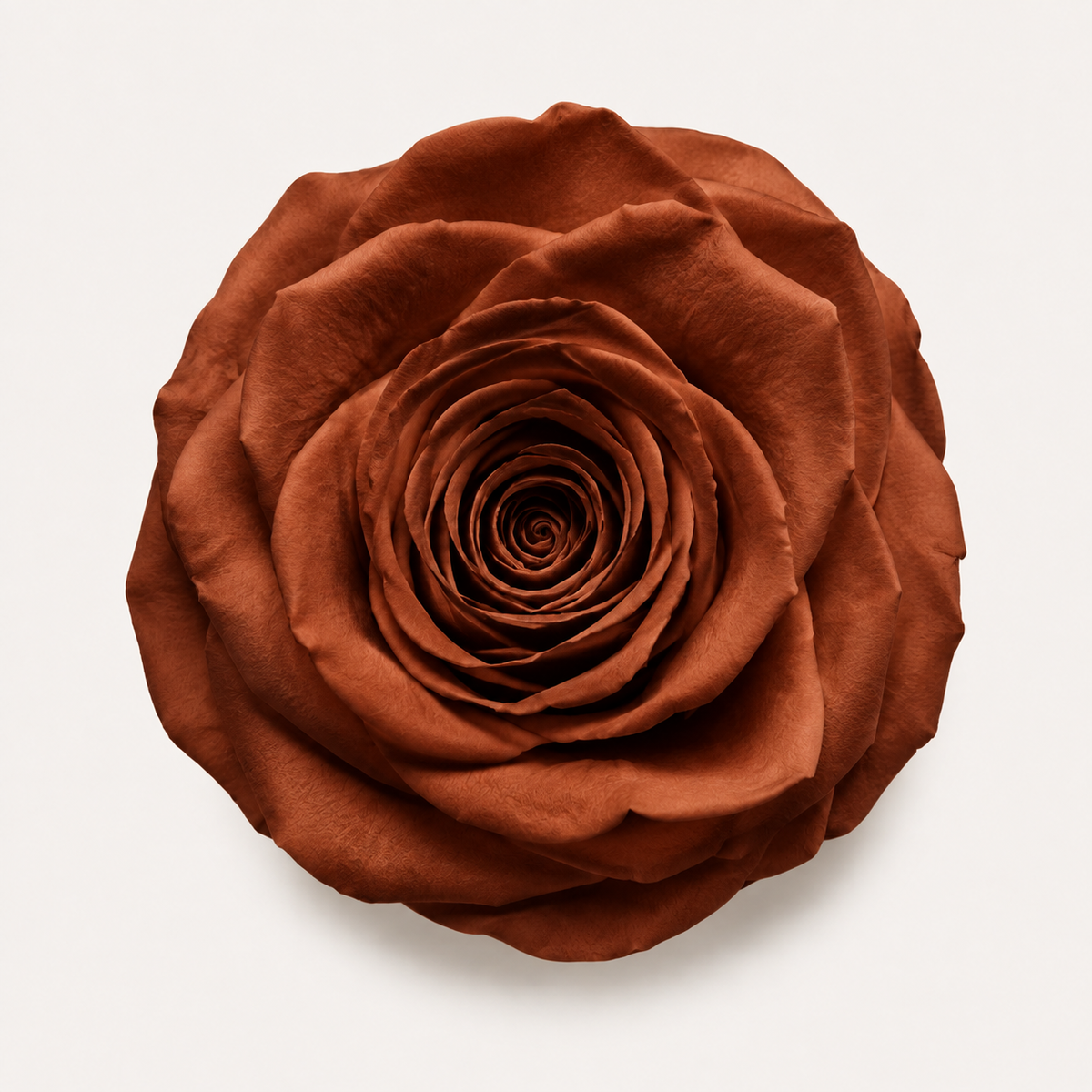 Rose - Single Color Collection I