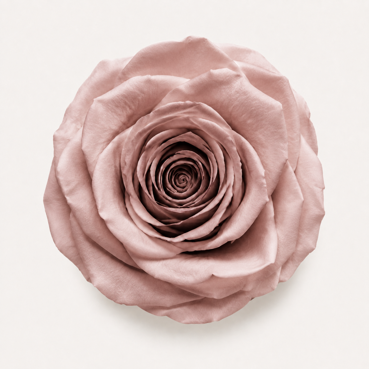 Rose - Single Color Collection I