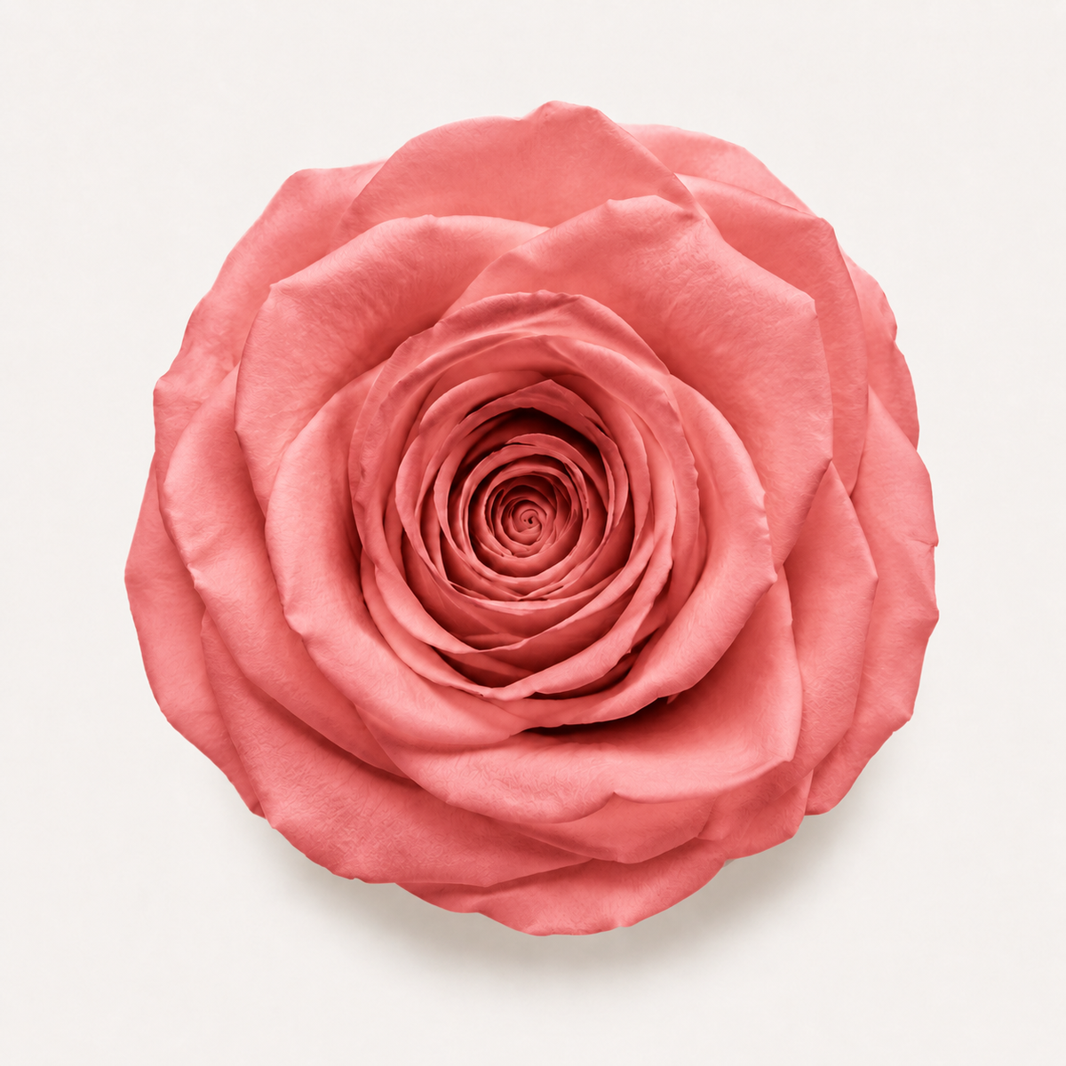 Rose - Single Color Collection I