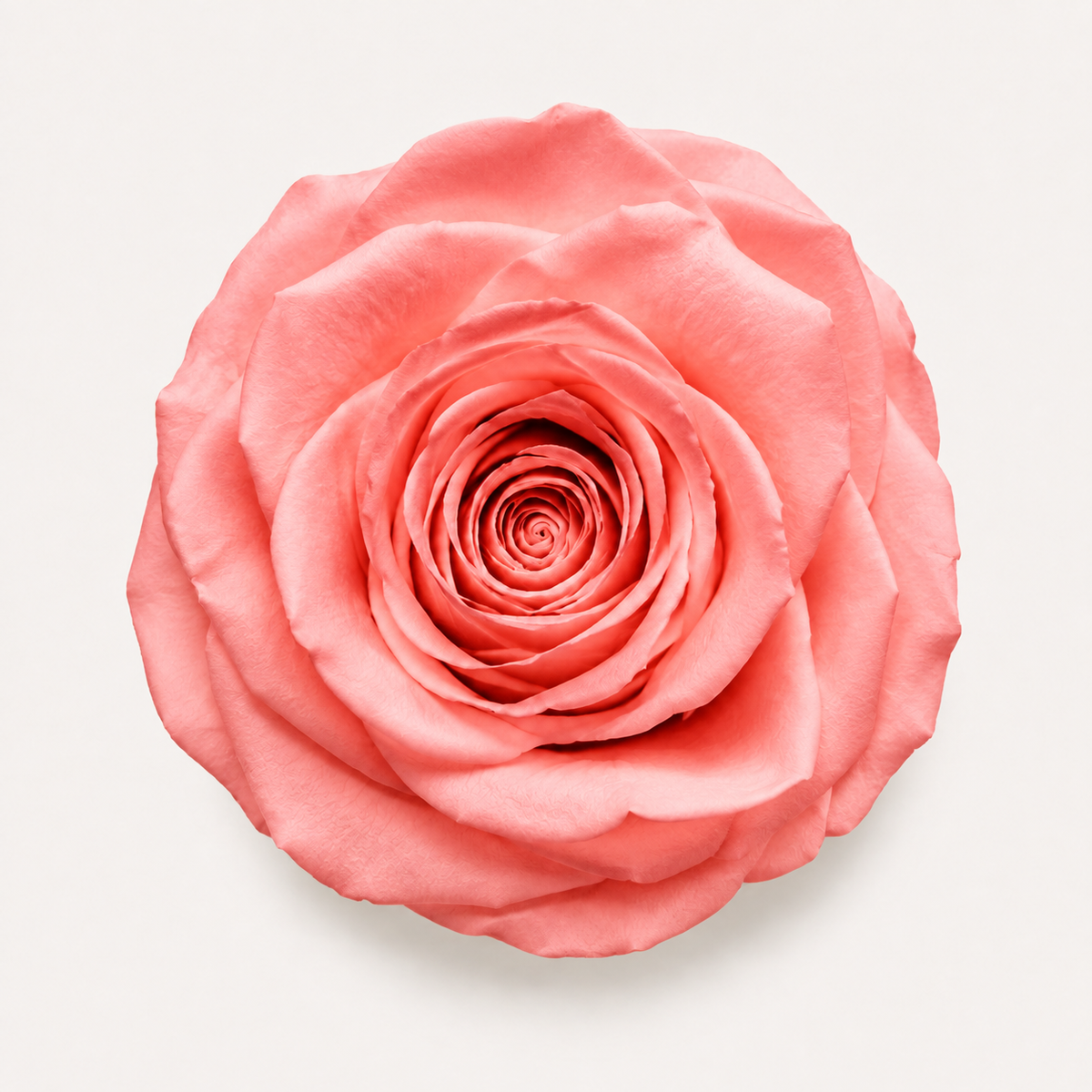 Rose - Single Color Collection I