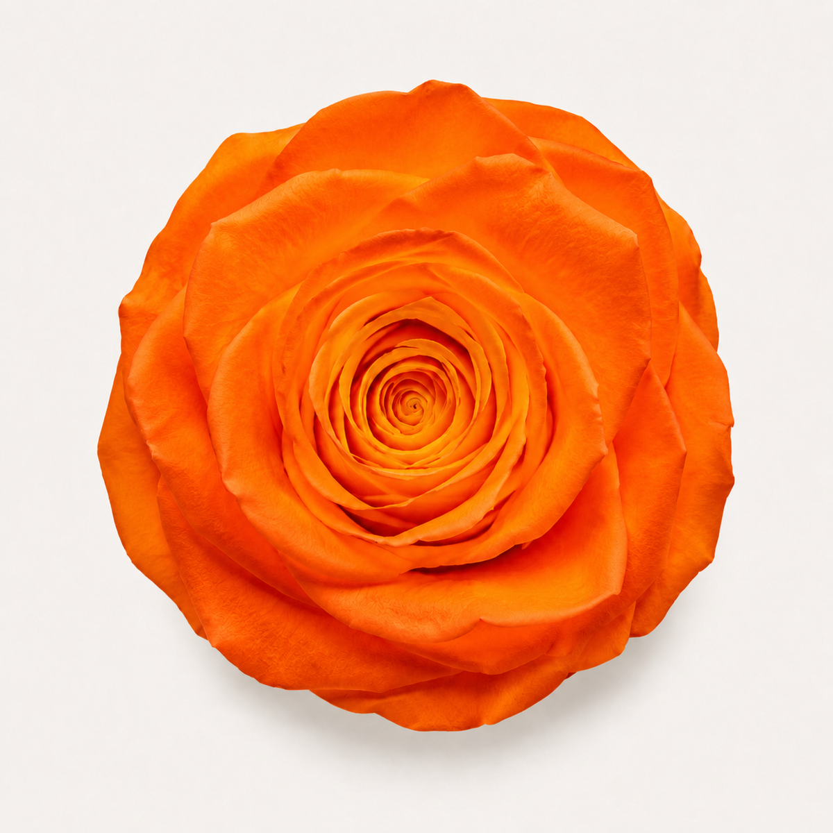 Rose - Single Color Collection I