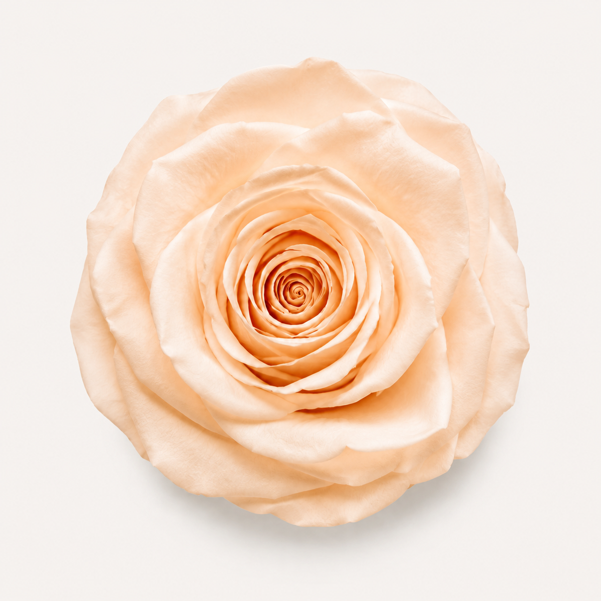 Rose - Single Color Collection I