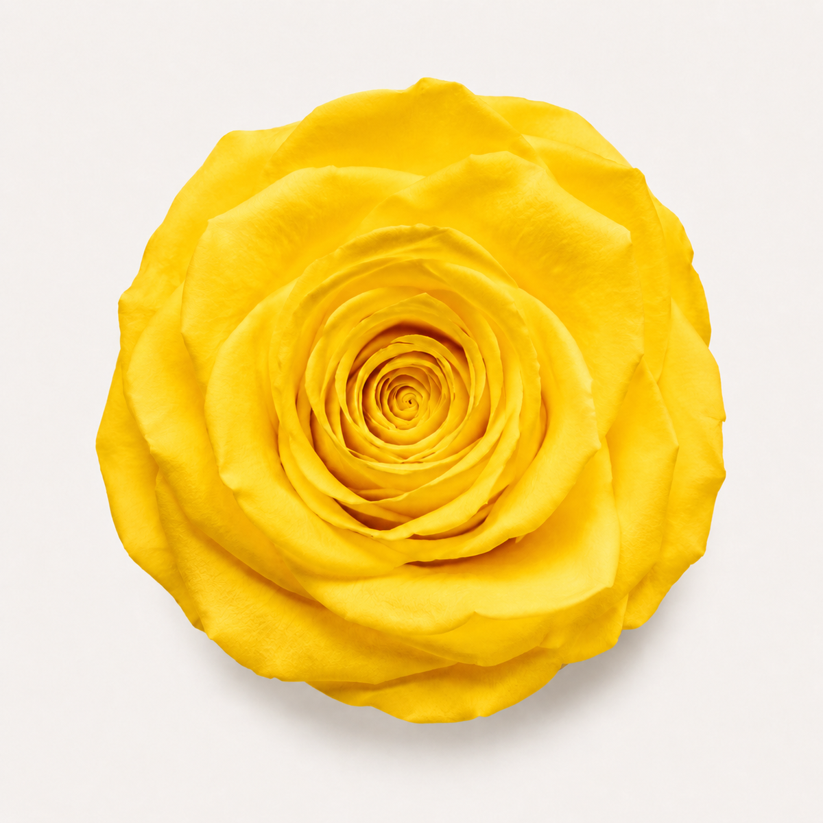 Rose - Single Color Collection I