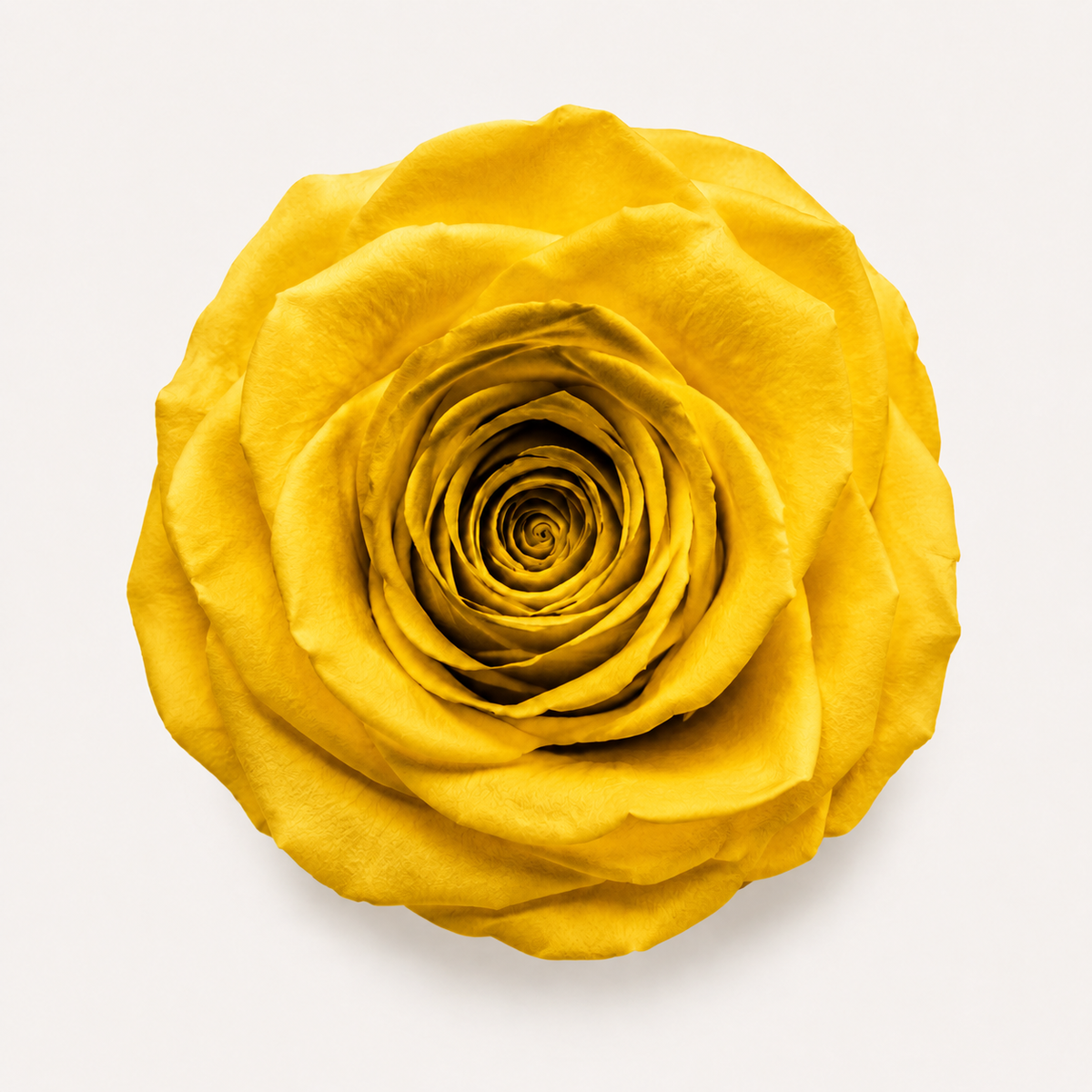 Rose - Single Color Collection I