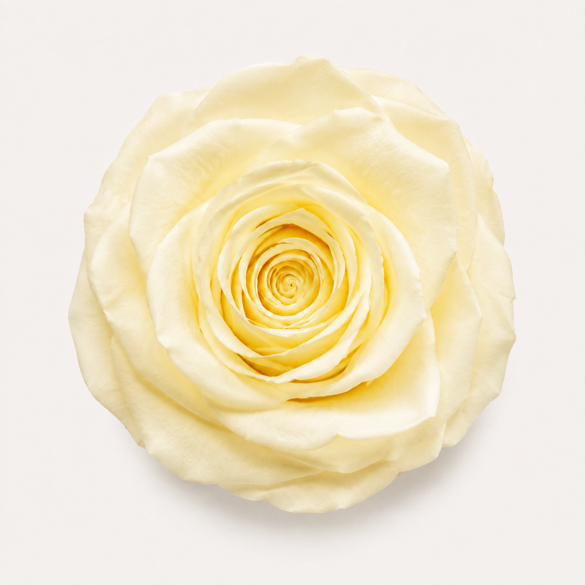 A single pale yellow rose centered on a clean off-white background.