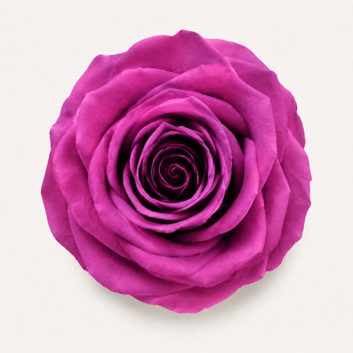 Rose - Single Color Collection I
