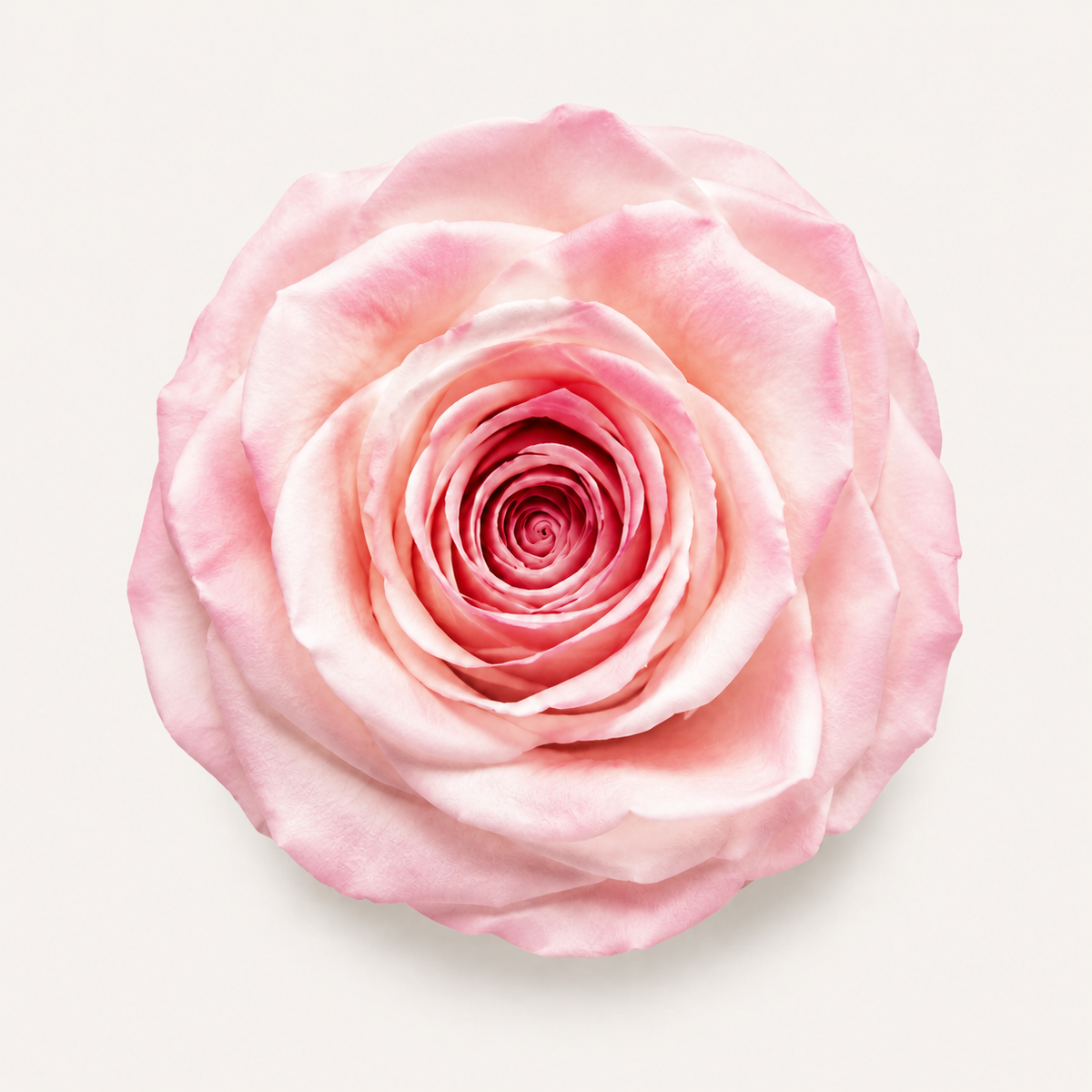 Rose - Single Color Collection I