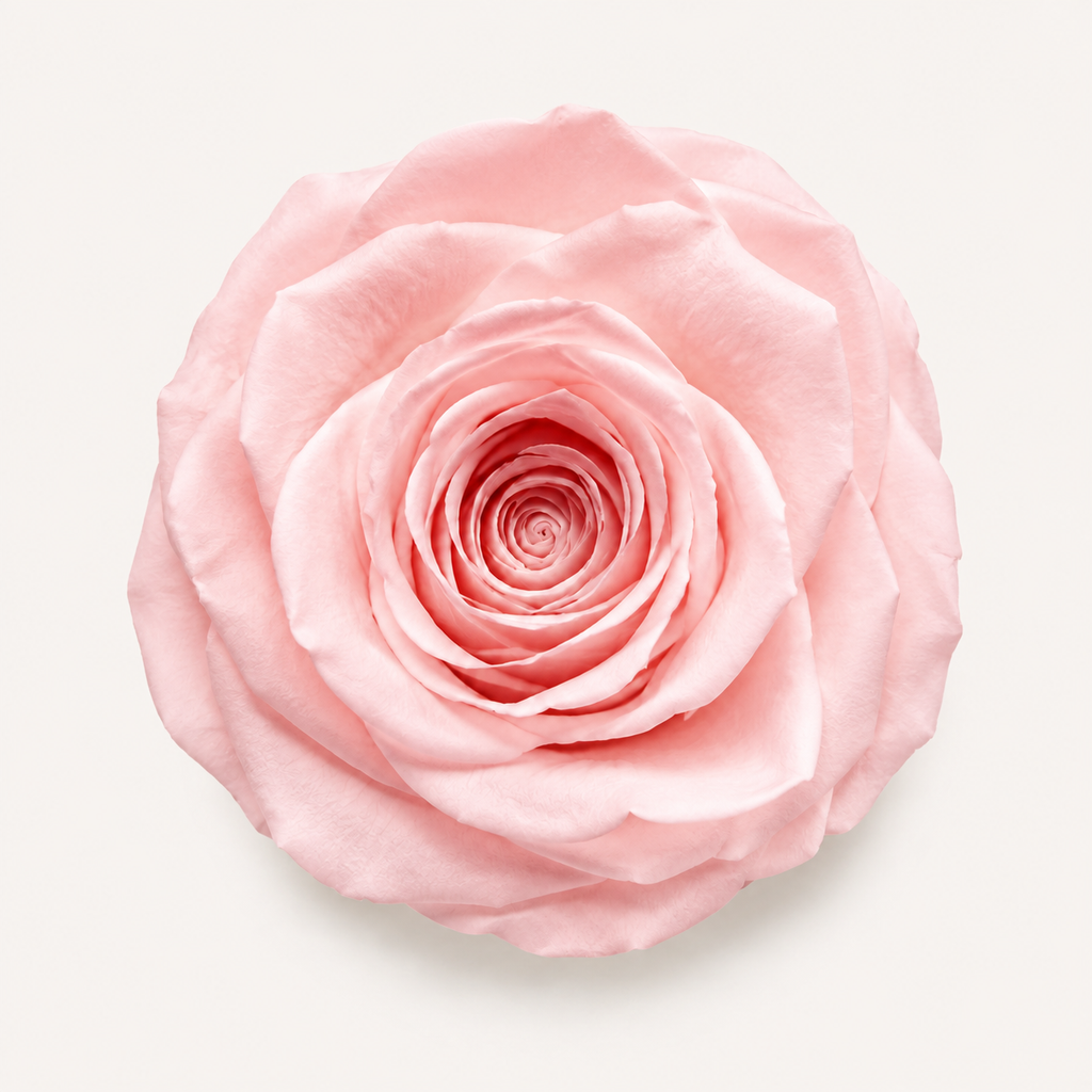Rose - Single Color Collection I