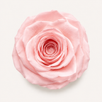 Rose - Single Color Collection I
