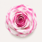Rose - Single Color Collection I