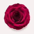 Rose - Single Color Collection I