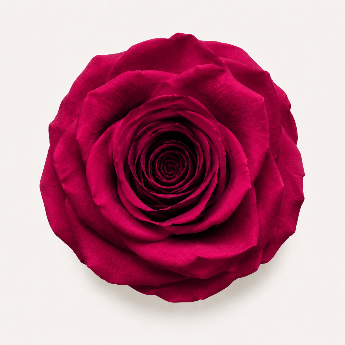 Rose - Single Color Collection I