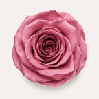 Rose - Single Color Collection I