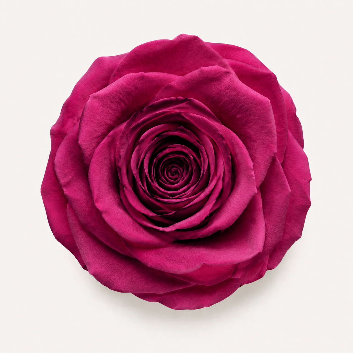 Rose - Single Color Collection I