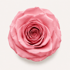 Rose - Single Color Collection I