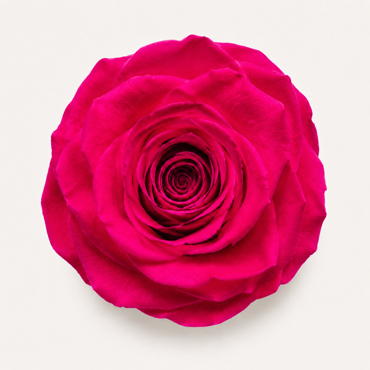 Rose - Single Color Collection II