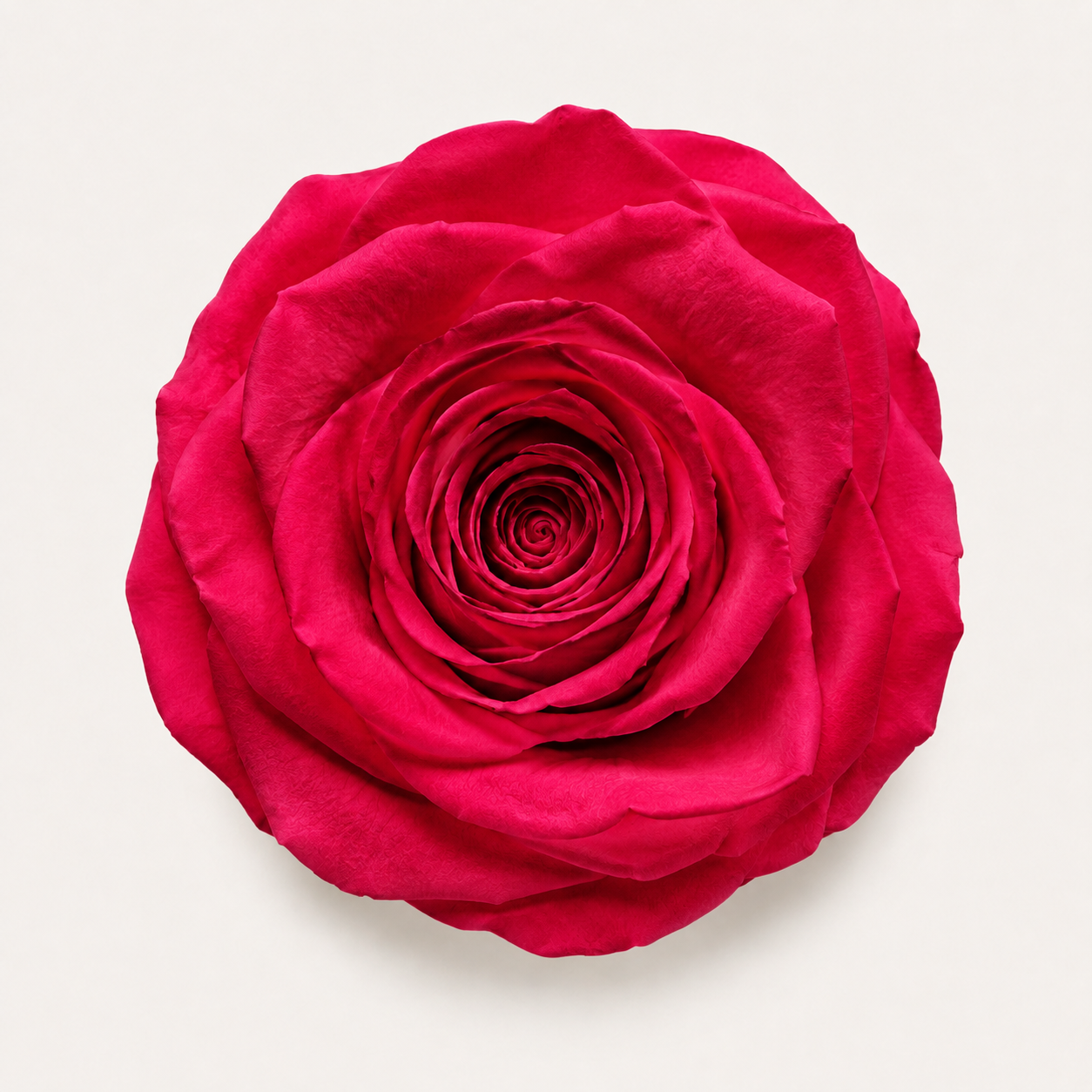 Rose - Single Color Collection II