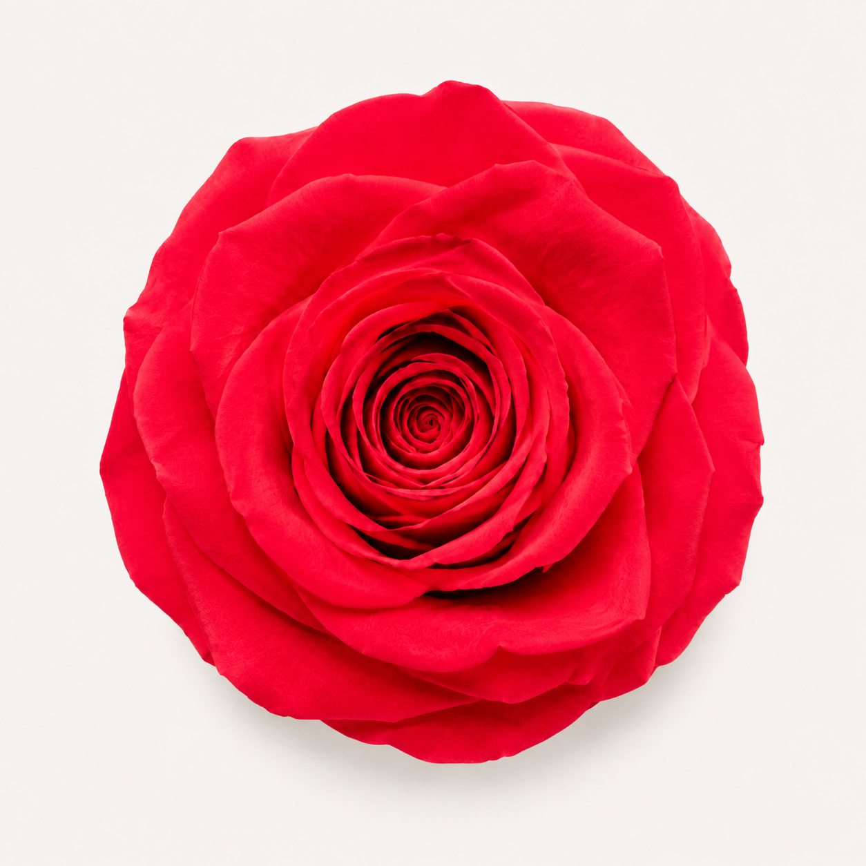 Rose - Single Color Collection II