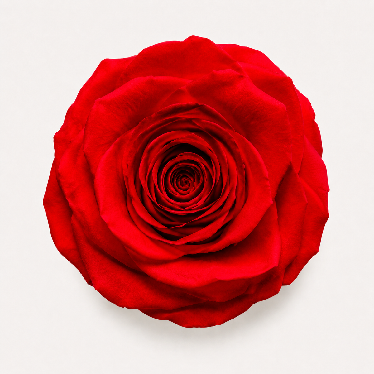 Rose - Single Color Collection II
