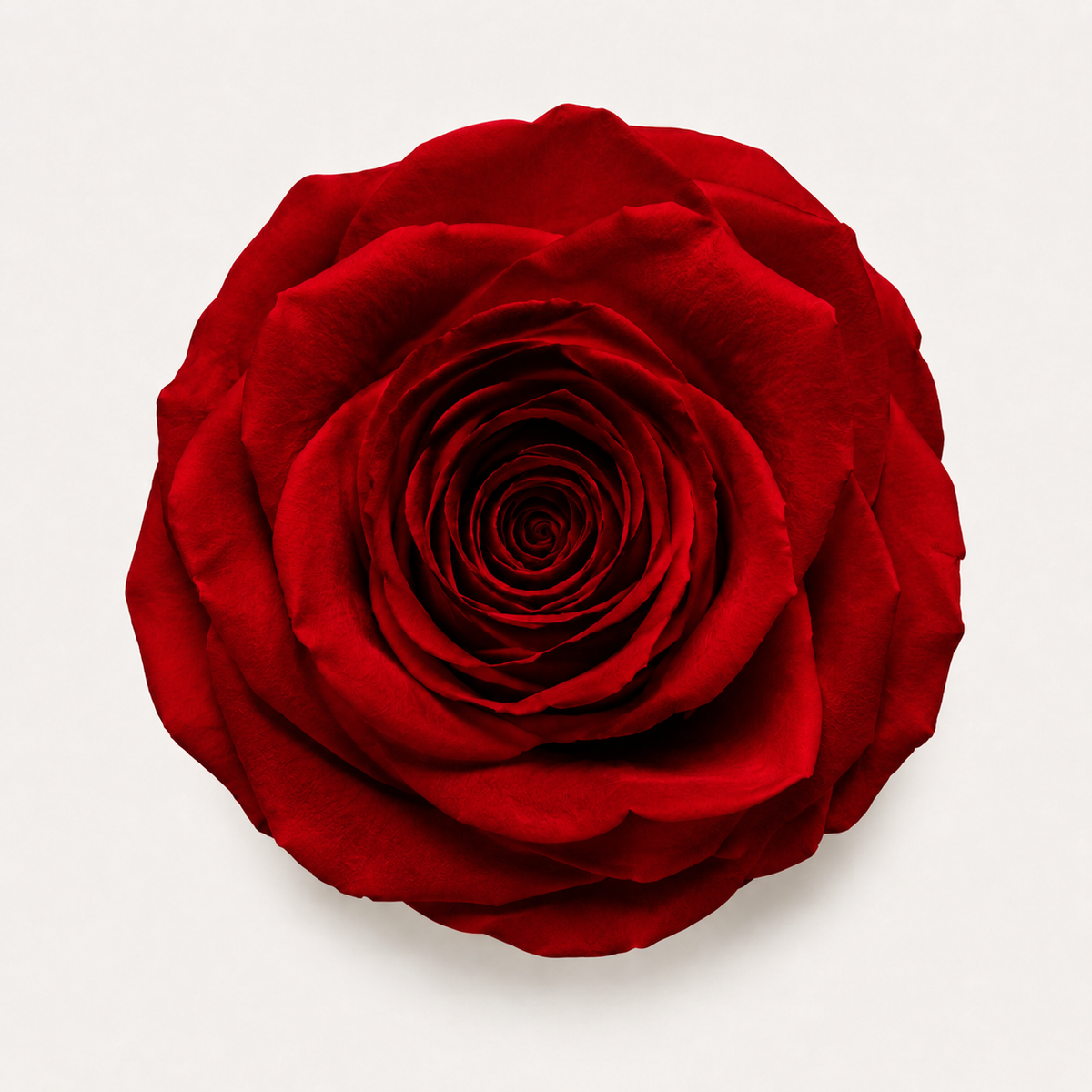 Rose - Single Color Collection II