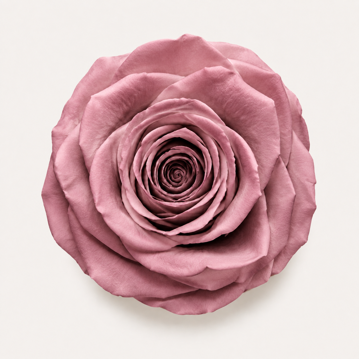 Rose - Single Color Collection II
