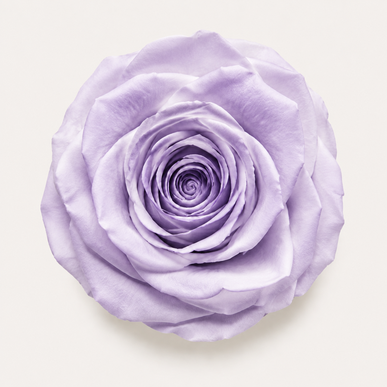 Rose - Single Color Collection II