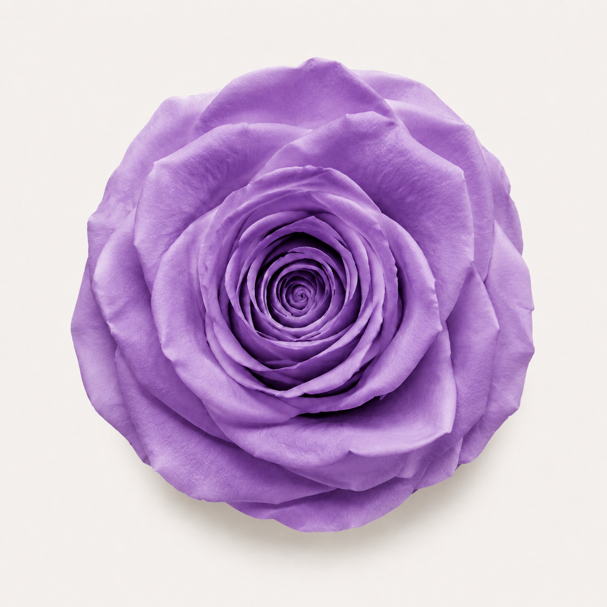 Rose - Single Color Collection II