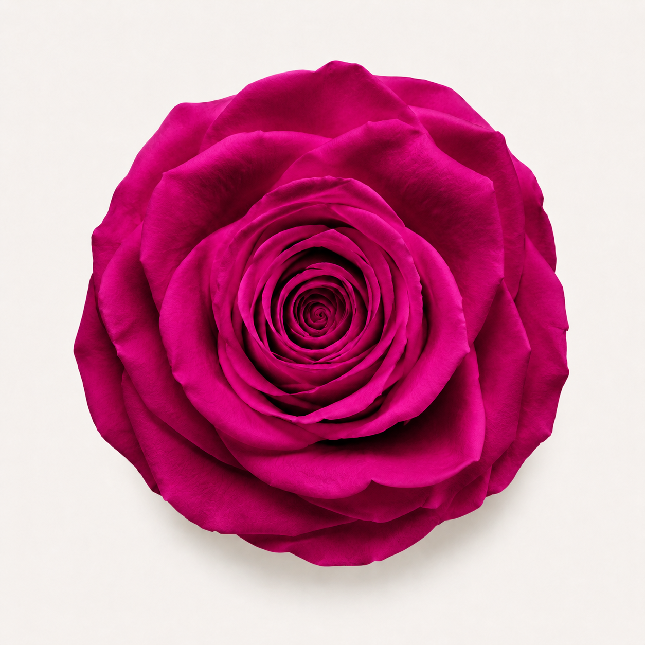 Rose - Single Color Collection II