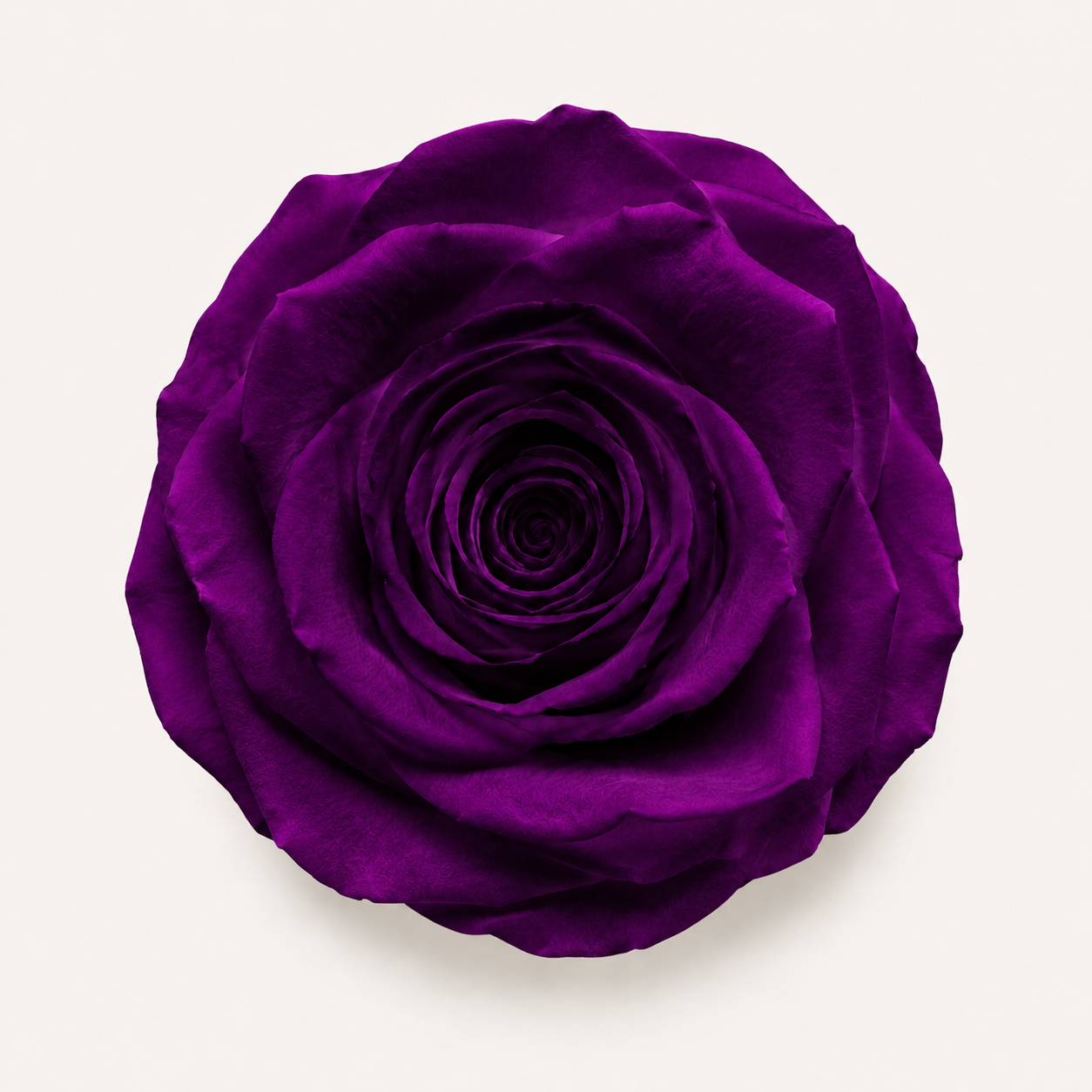 Rose - Single Color Collection II