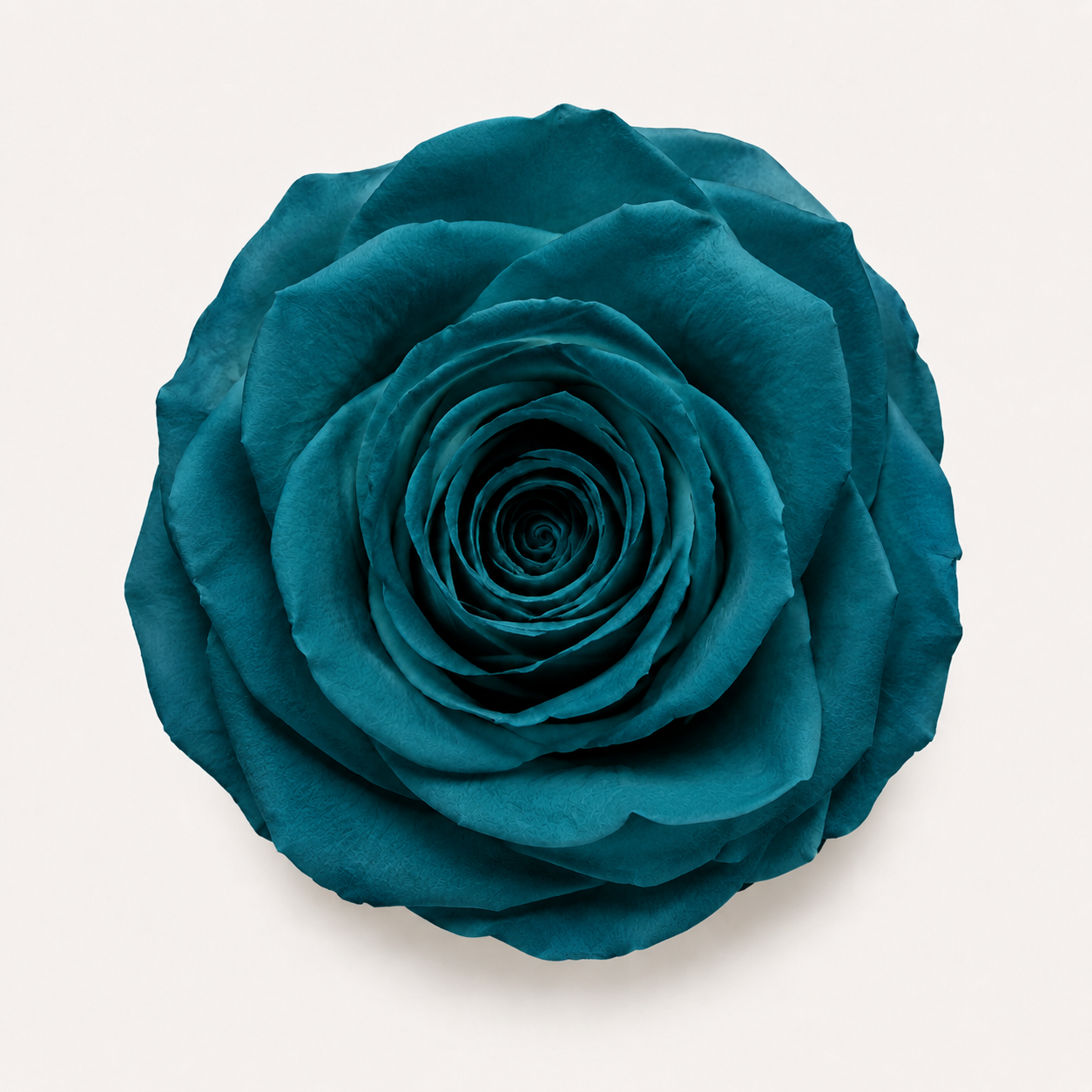 Rose - Single Color Collection II