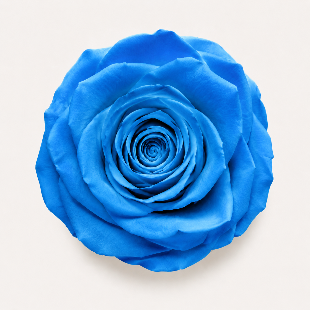 Rose - Single Color Collection II