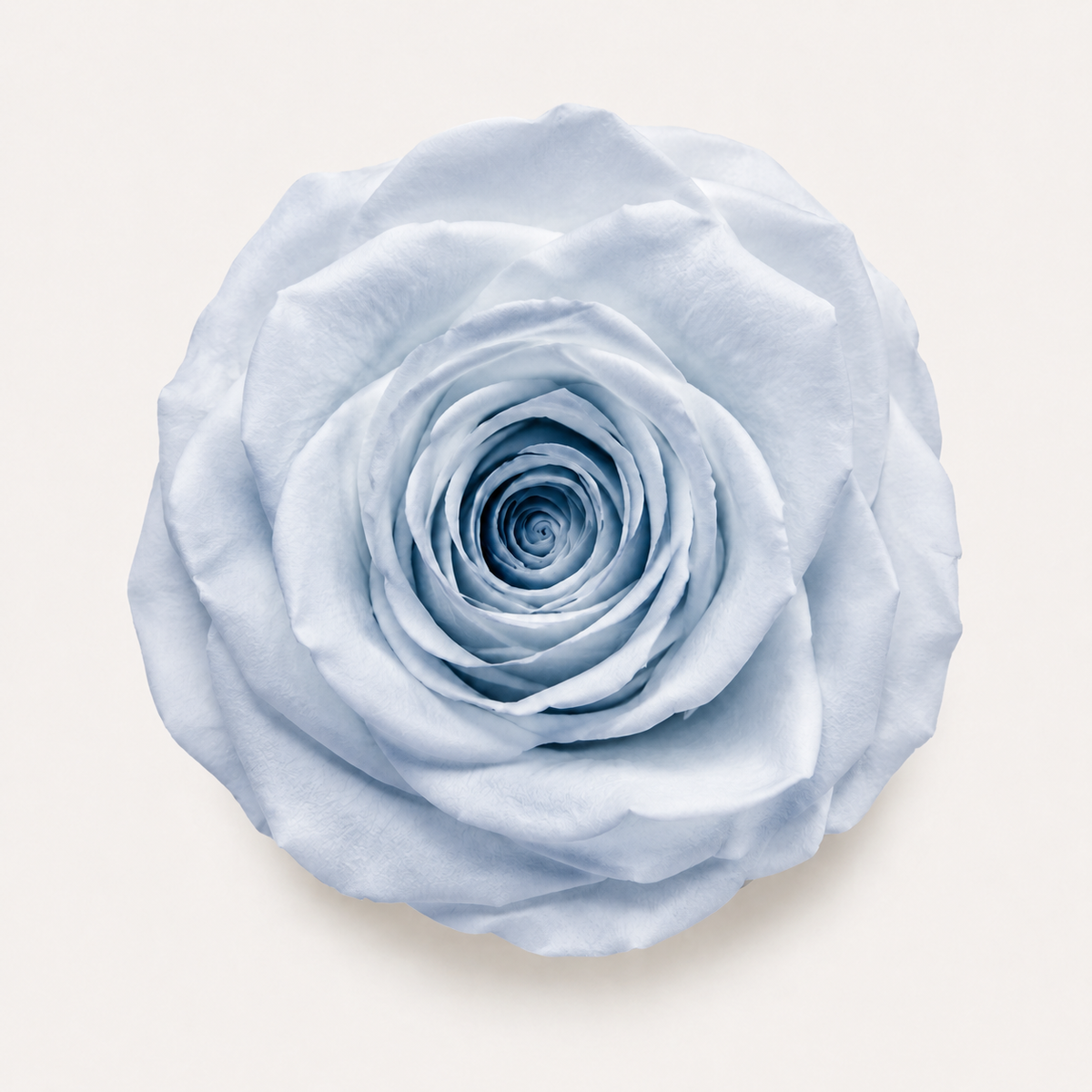 Rose - Single Color Collection II