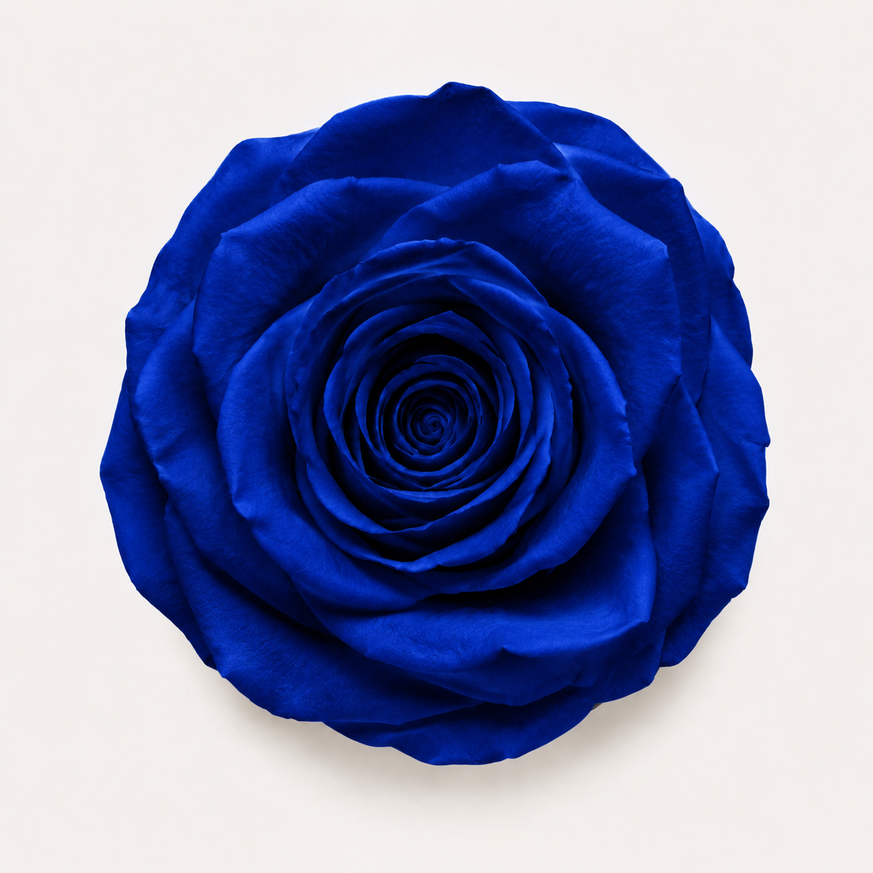 Rose - Single Color Collection II