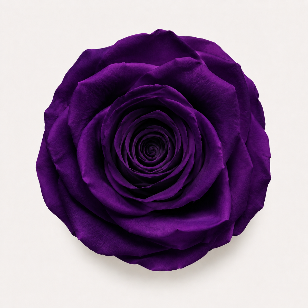 Rose - Single Color Collection II