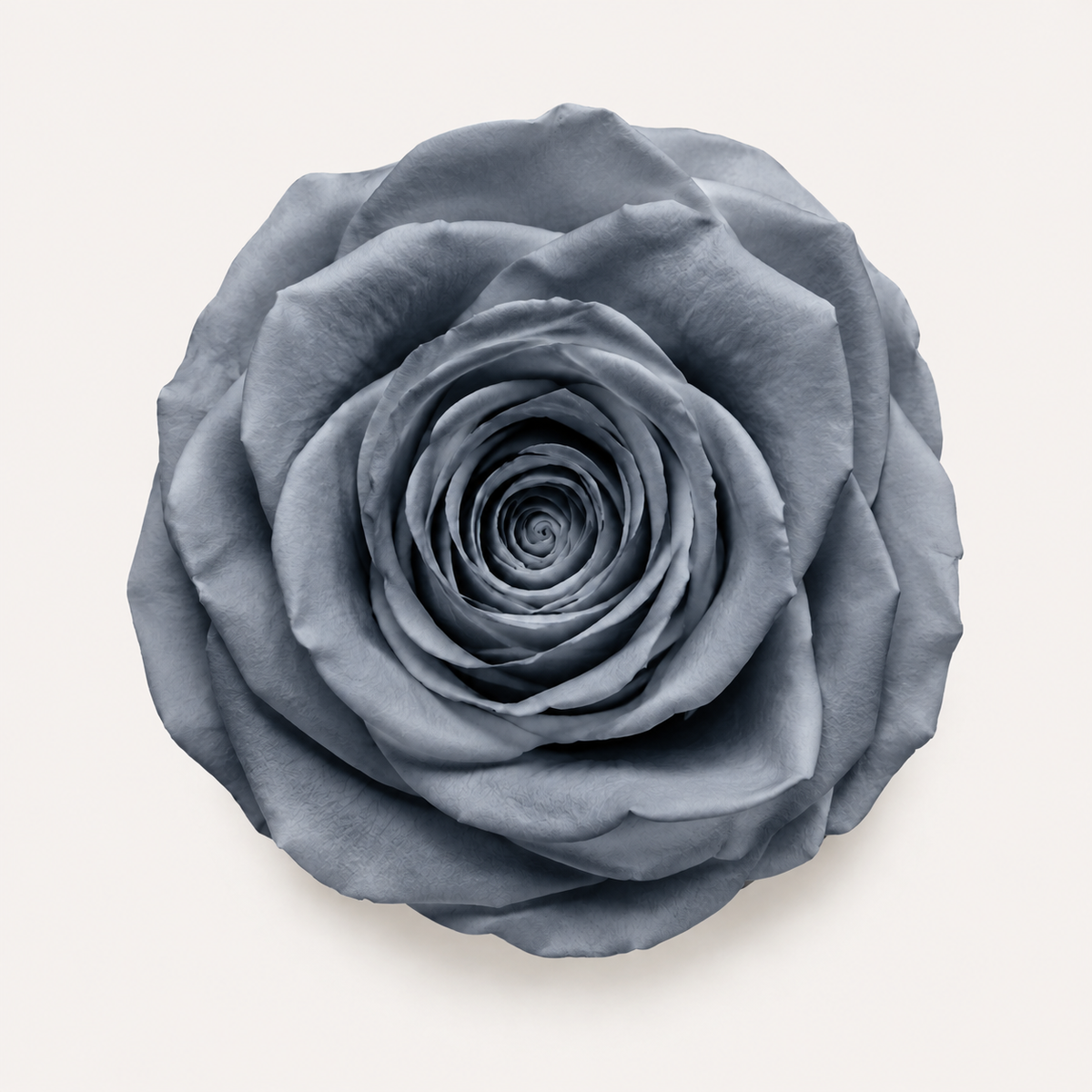 Rose - Single Color Collection II