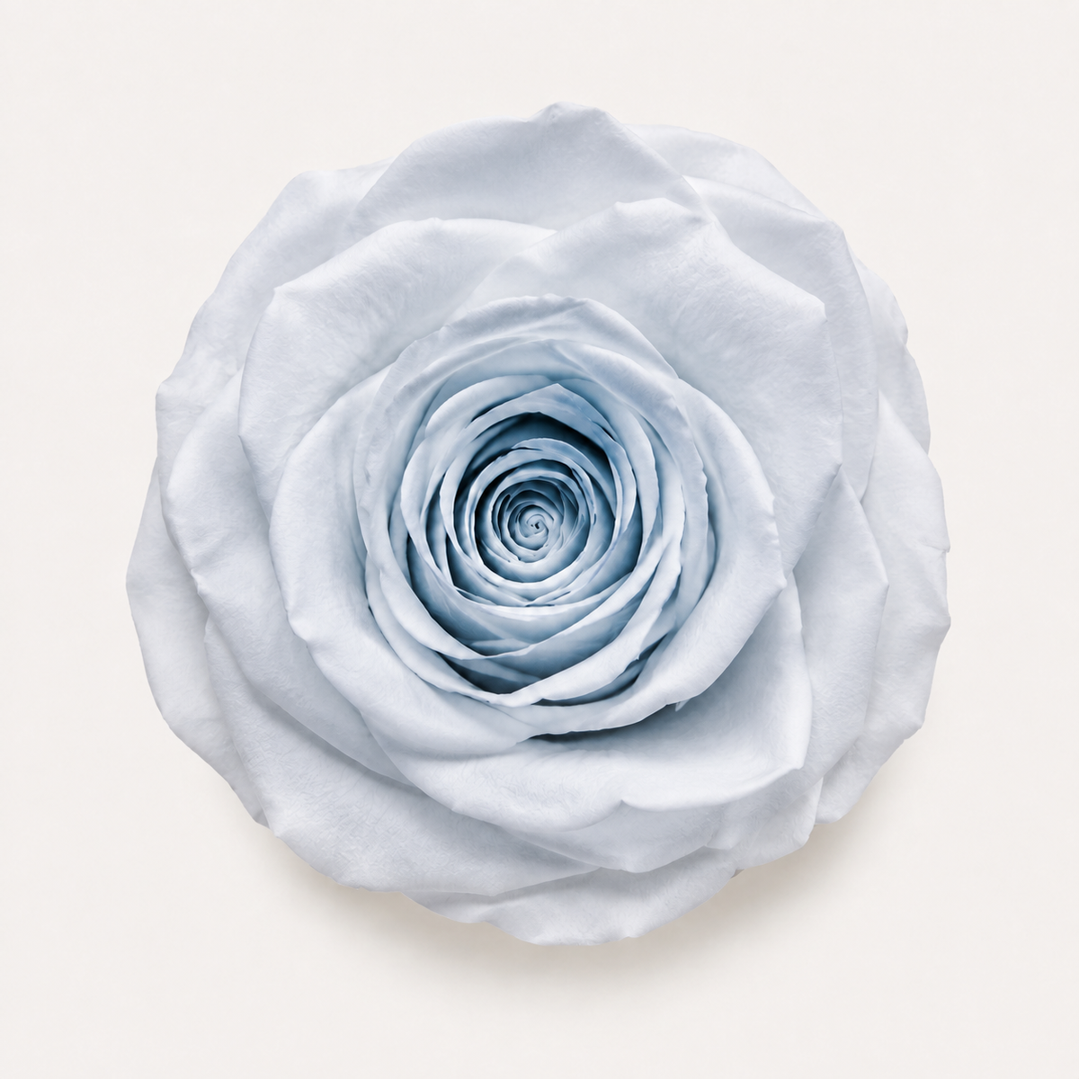 Rose - Single Color Collection II