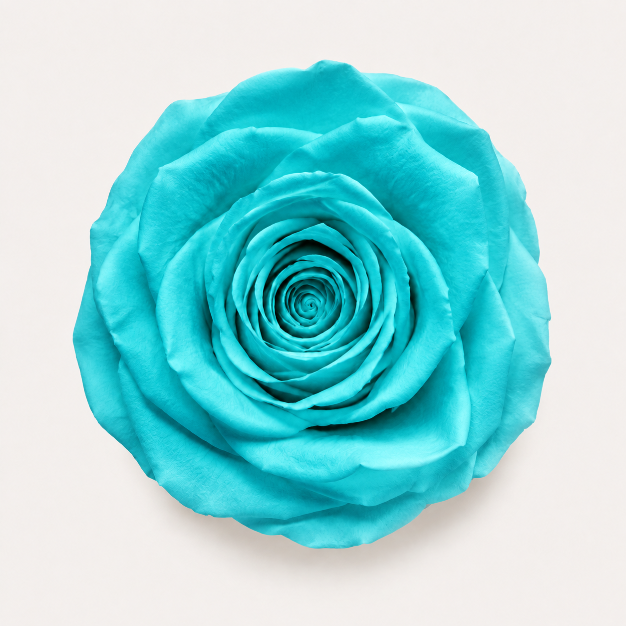 Rose - Single Color Collection II