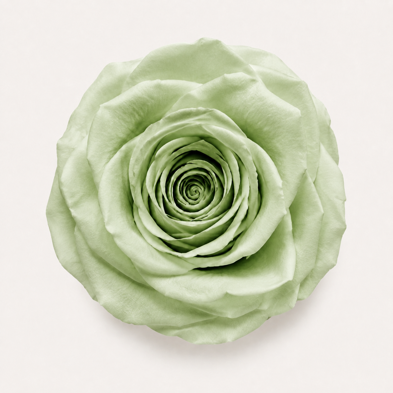 Rose - Single Color Collection II