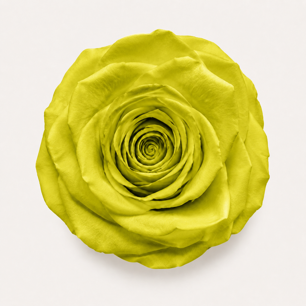 Rose - Single Color Collection II
