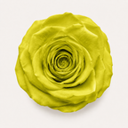 Rose - Single Color Collection II