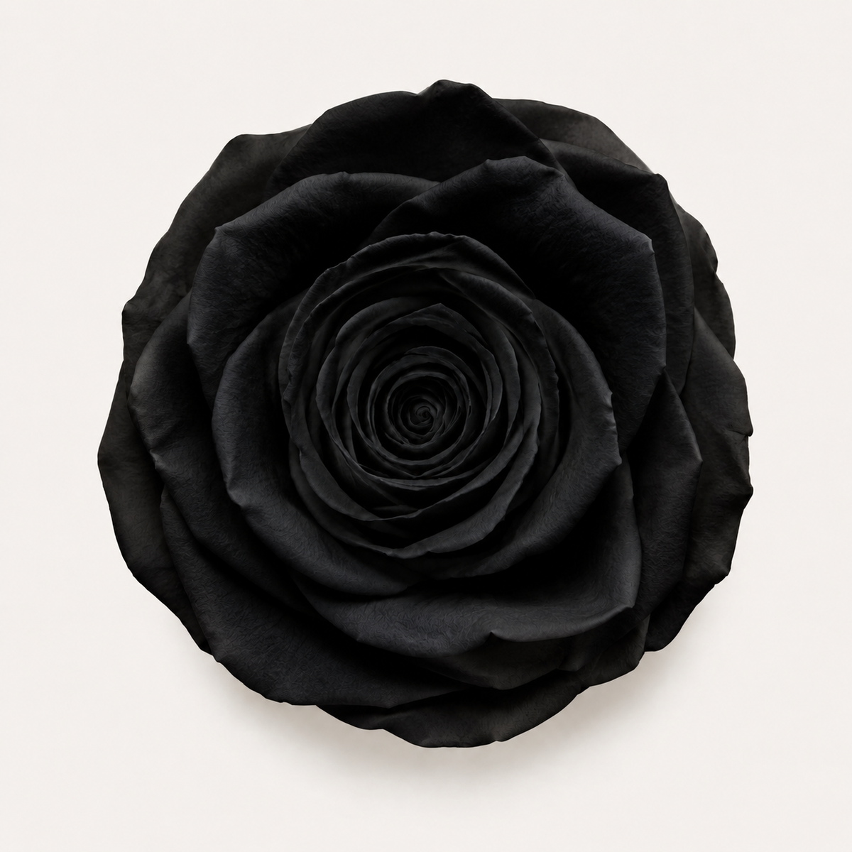 Rose - Single Color Collection II