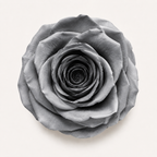 Rose - Single Color Collection II