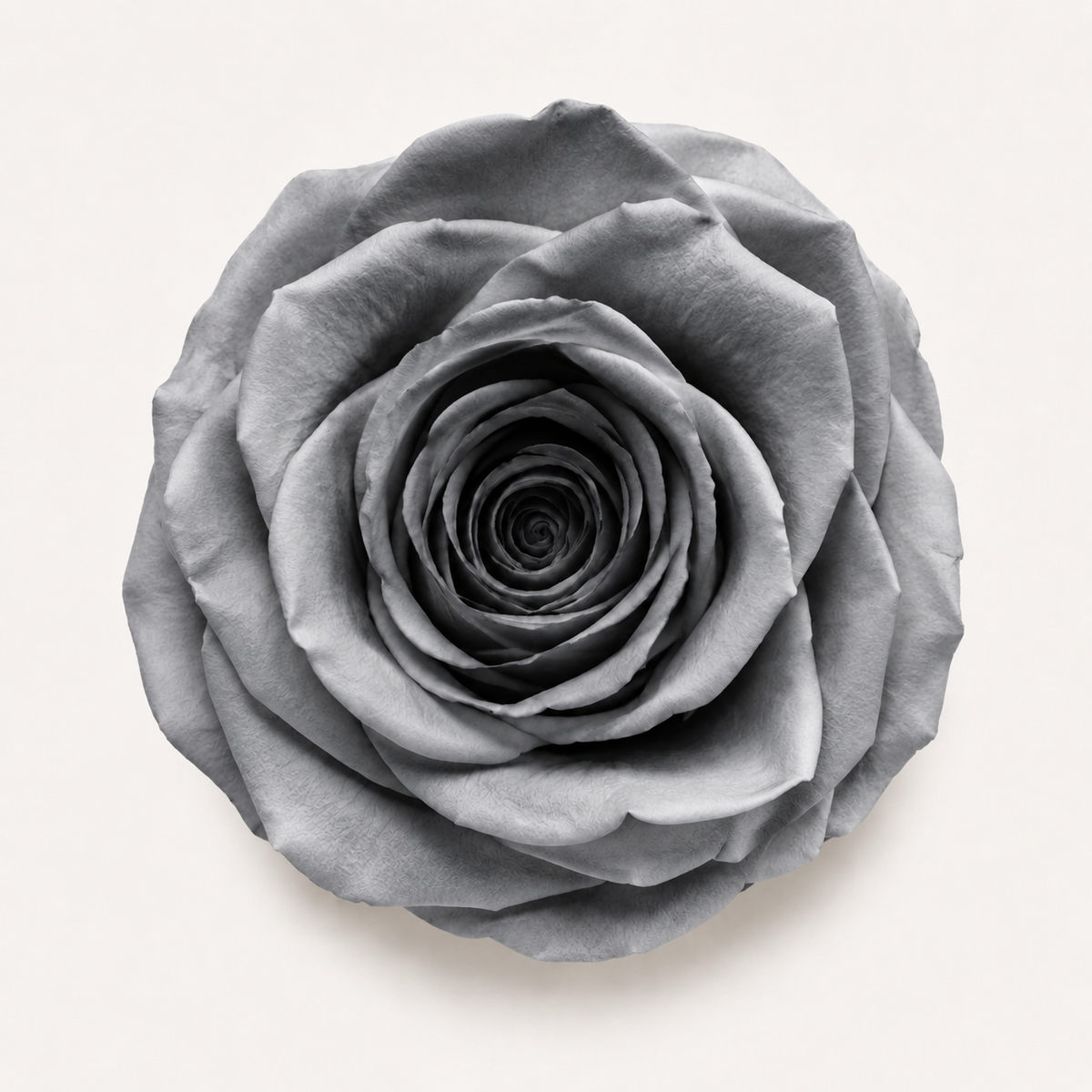 Rose - Single Color Collection II