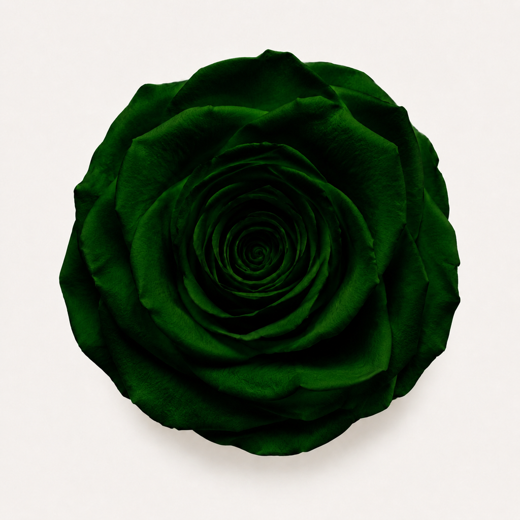 Rose - Single Color Collection II