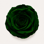 Rose - Single Color Collection II