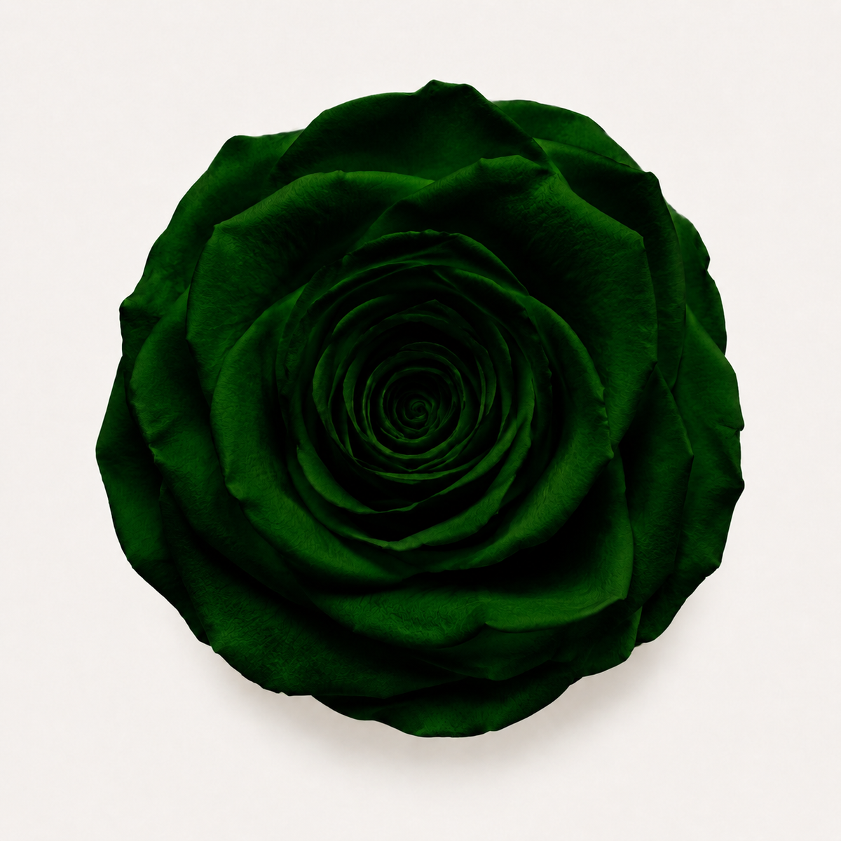Rose - Single Color Collection II